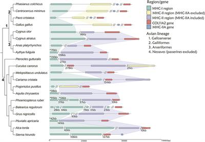 Reconstructing Macroevolutionary Patterns in Avian MHC Architecture With Genomic Data